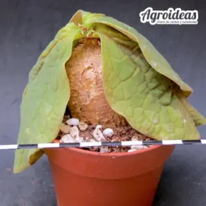 Adenia ovata