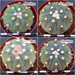 Astrophytum asterias "Lote X 4"