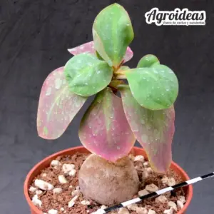 Monadenium orobanchoides