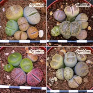 Lithops Mix «Lote X 4»