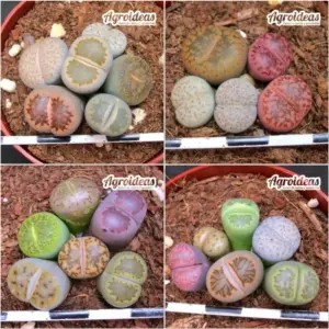 Lithops mix "Lote X 4"