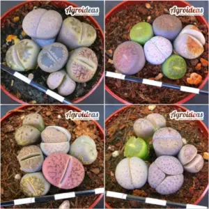 Lithops mix "Lote X 4"