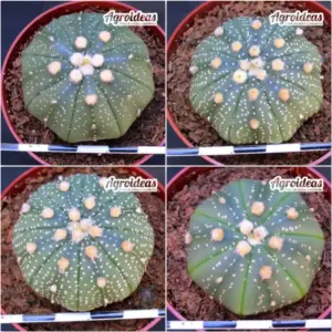 Astrophytum asterias X 4