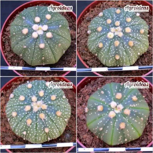 Astrophytum asterias X 4