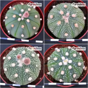 Astrophytum asterias «Lote X 4»