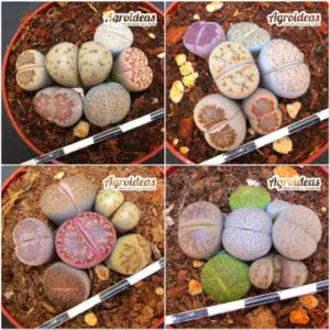Lithops mix «Lote X 4»