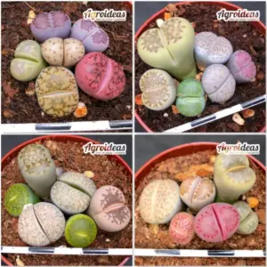 Lithops mix «Lote X 4»