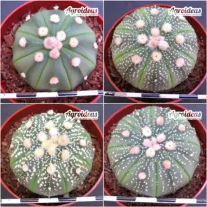 Astrophytum asterias "Lote X 4"