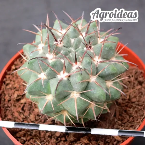 Neowerdermannia vorwerkii var. comanche - Imagen 2