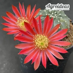Echinocereus pulchellus "Flor roja"