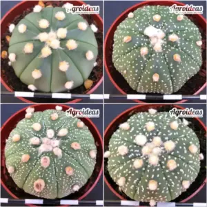 Astrophytum asterias "Lote X 4"