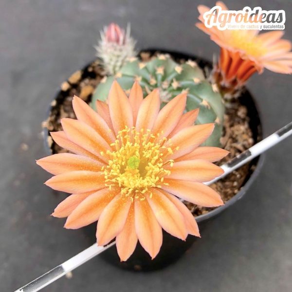 Echinocereus pulchellus "Flor Naranja" Ex. Agroideas