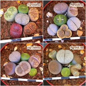 Lithops mix «Lote X 4»