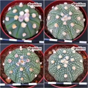 Astrophytum asterias «Lote X 4»