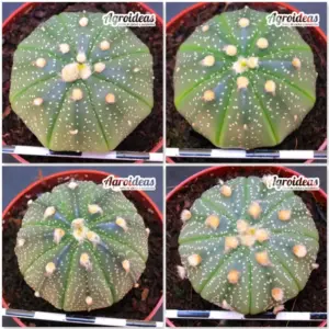 Astrophytum asterias "Lote X 4"
