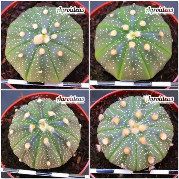 Astrophytum asterias "Lote X 4"