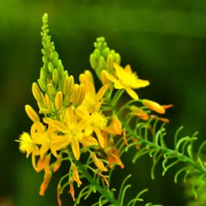 Bulbine natalensis