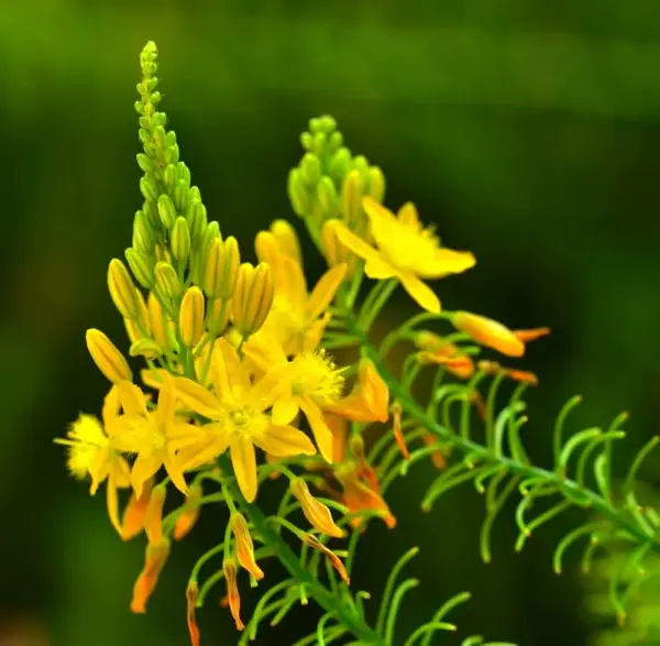 Bulbine natalensis