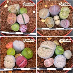 Lithops mix «Lote X 4»