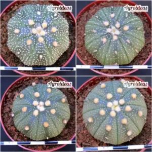 Astrophytum asterias X 4