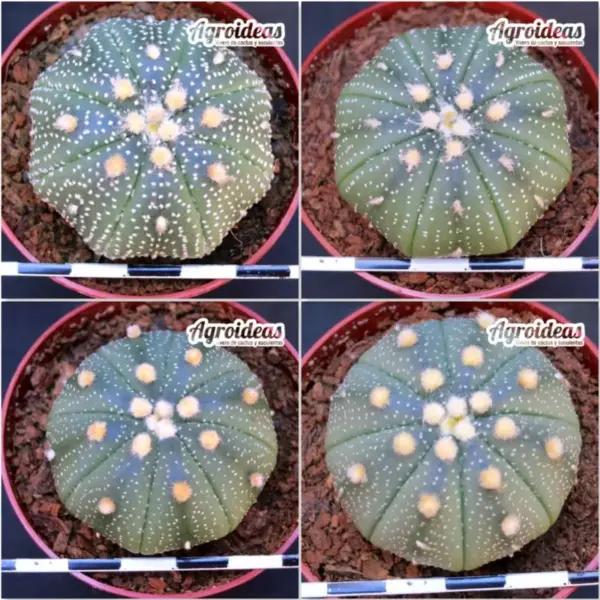 Astrophytum asterias X 4