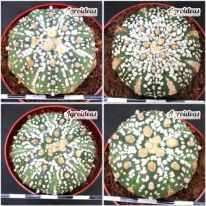 Astrophytum superkabuto «Lote X 4»