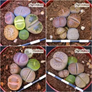 Lithops Mix «Lote X 4»