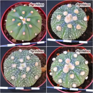 Astrophytum asterias «Lote X 4»