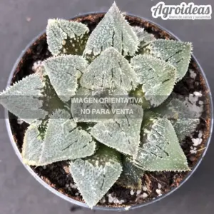 Haworthia "Crystal bug"