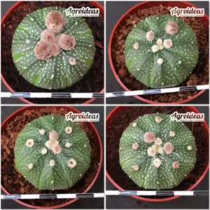Astrophytum asterias "Lote X 4"