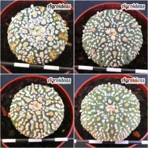 Astrophytum superkabuto "Lote X 4"
