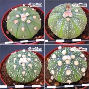 Astrophytum asterias «Lote X 4»
