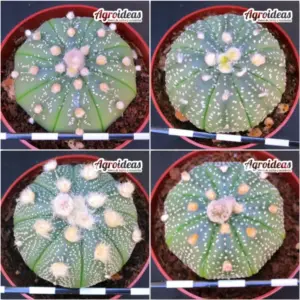 Astrophytum asterias «Lote X 4»
