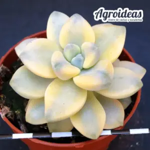 Graptoveria "Titubans" Variegata