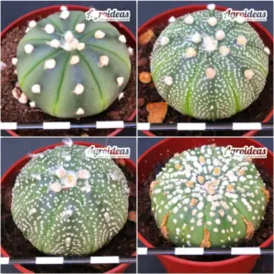 Astrophytum asterias «Lote X 4»