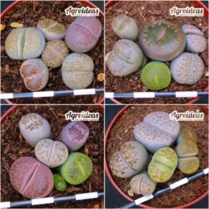 Lithops Mix «Lote X 4»