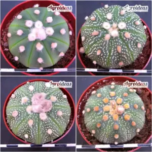 Astrophytum asterias "Lote X 4"