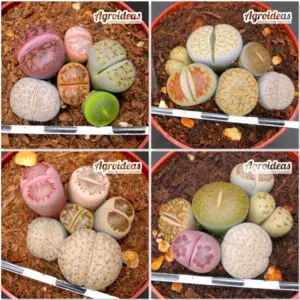 Lithops mix «Lote X 4»