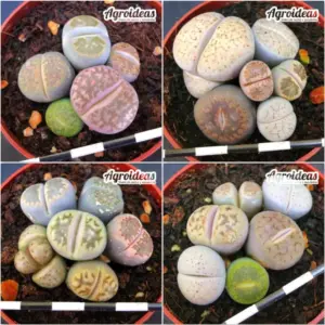 Lithops mix «Lote X 4»