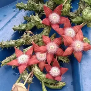 Duvalia sulcata ssp. sulcata