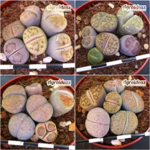 Lithops mix "Lote X 4"