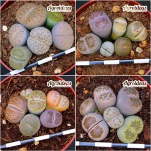 Lithops Mix «Lote X 4»