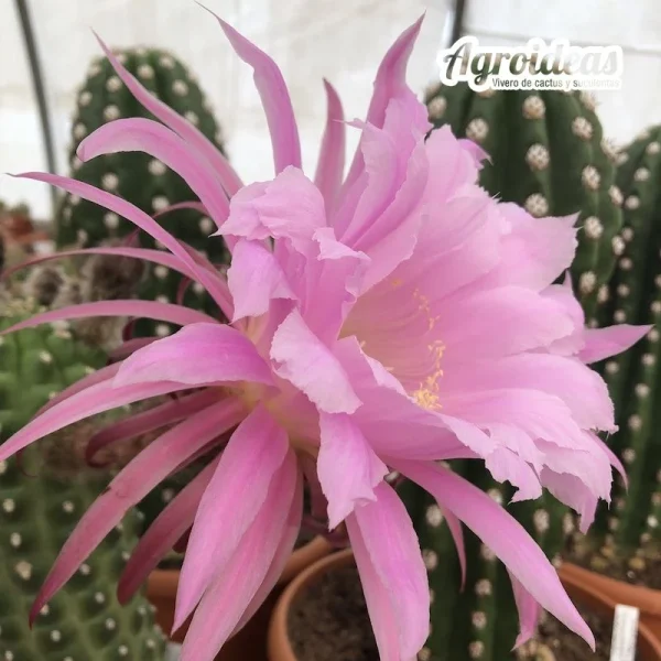 Trichocereus thelegonus «Noris»