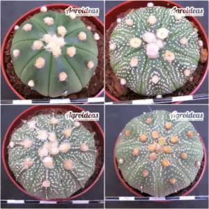 Astrophytum asterias "Lote X 4"