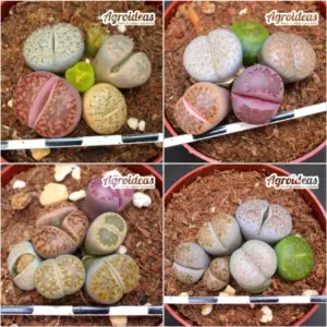 Lithops Mix "Lote X 4"