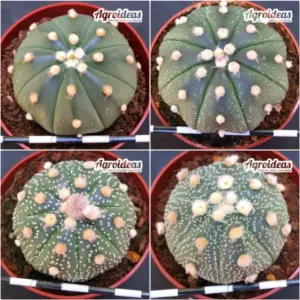 Astrophytum asterias "Lote X 4"