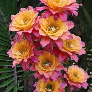 Hildewintera Mamacita