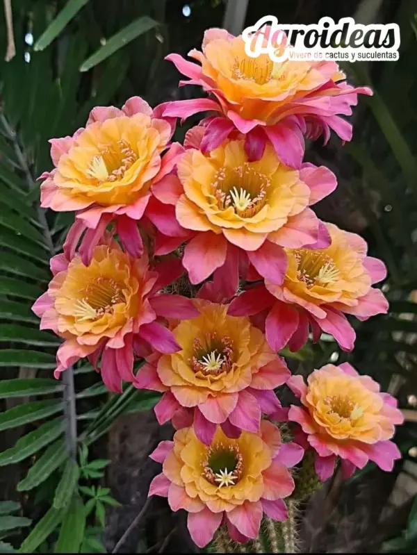 Hildewintera "Mamacita"