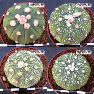 Astrophytum asterias «Lote X 4»