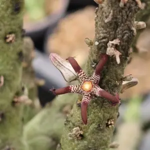 Rhytidocaulon macrolobum